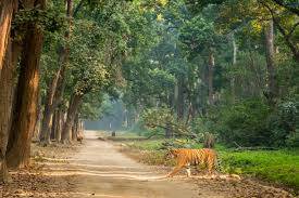 Jim Corbett Image